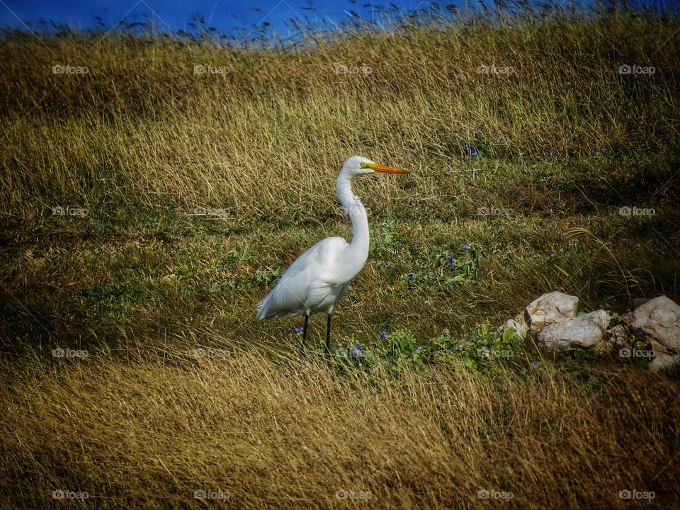 Antigua egret