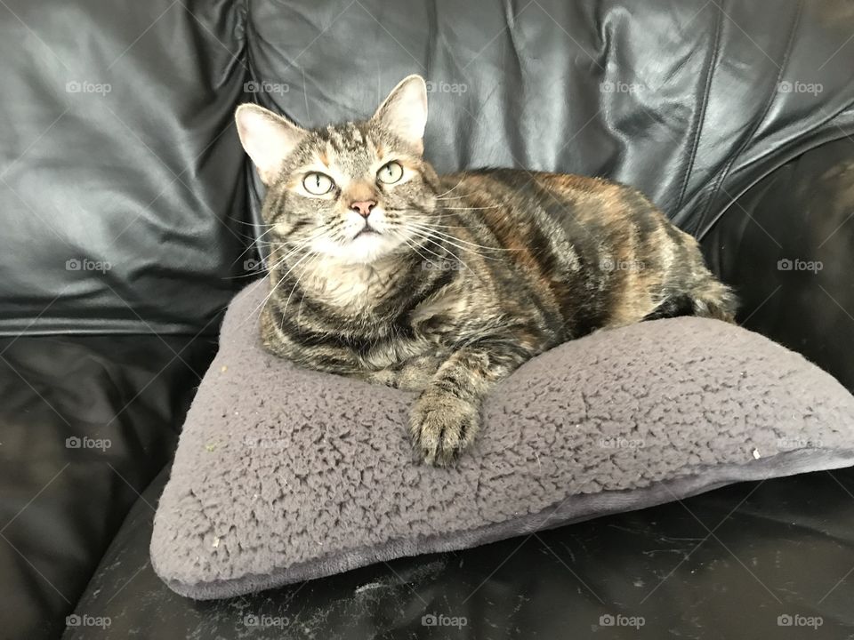 Tabby cat on gray pillow 