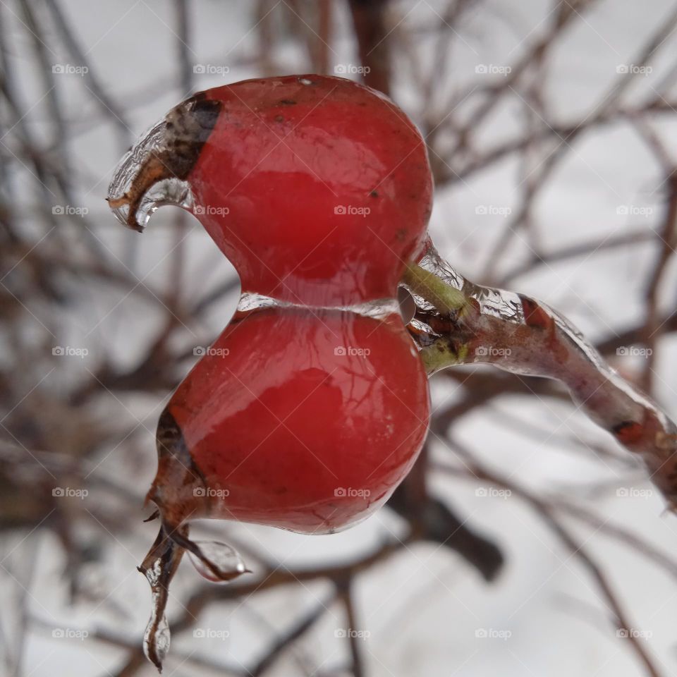 Rose hips under ice❤November rain 22.11.22