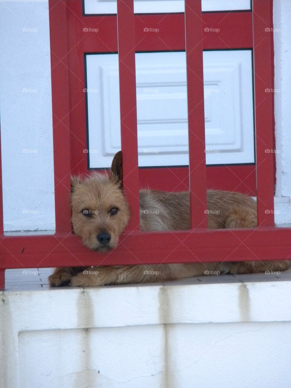 Dog with face in fence 