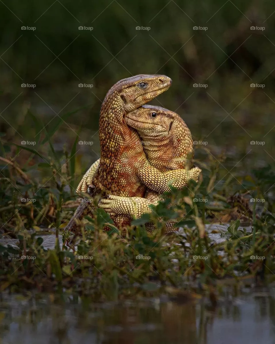 Animal love