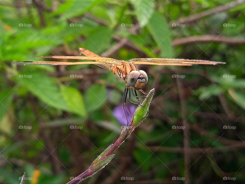 Yellow dragonfly with straight wings.