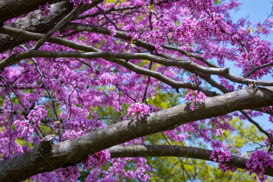 Spring flowers