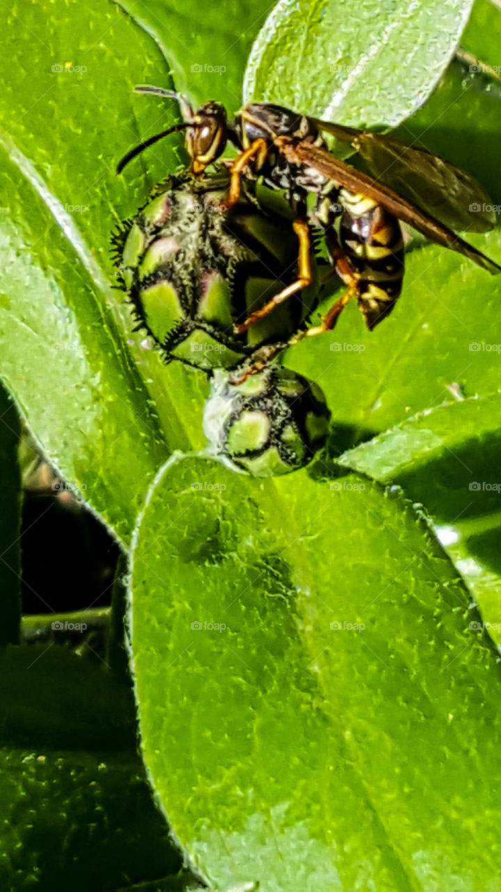 a bee doing its job