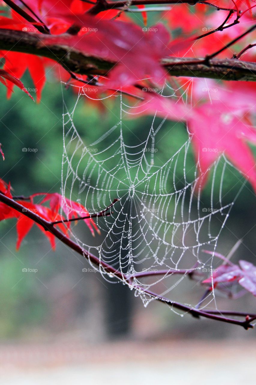 spiderweb beaded