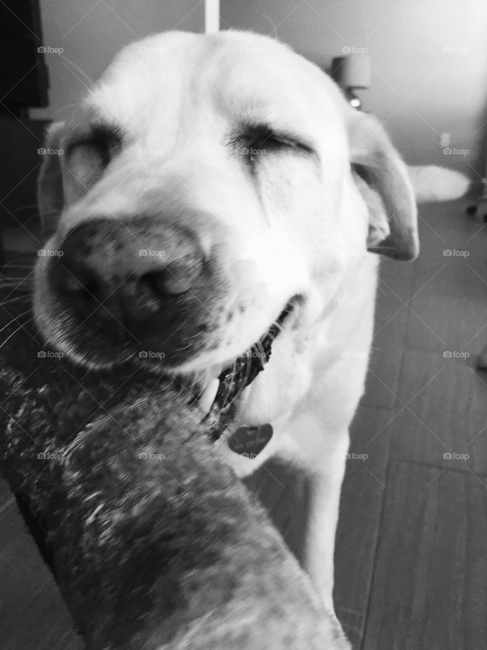 Lucy the Lab is 12 years old but she has the energy of a puppy!