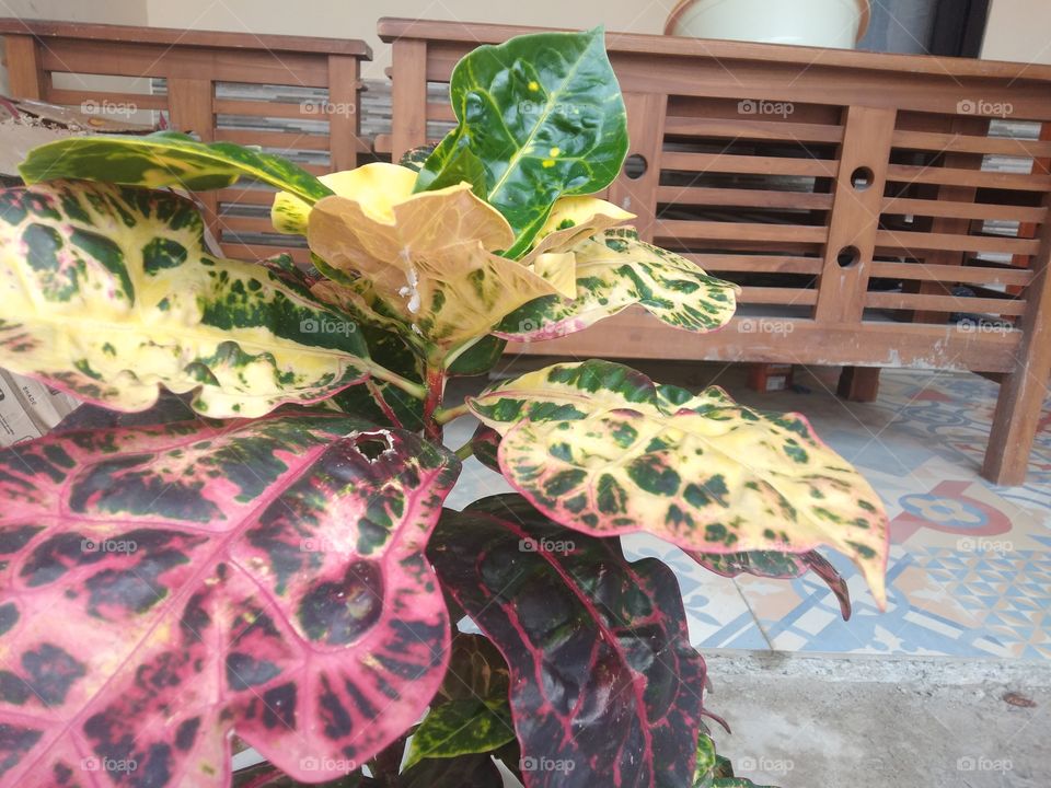 colorfull plant leaves