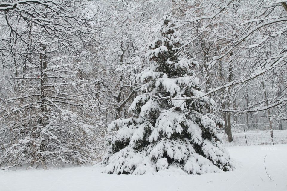 heavy snow on pine tree