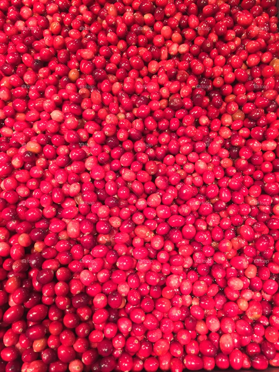 Close-up of a fresh cranberries