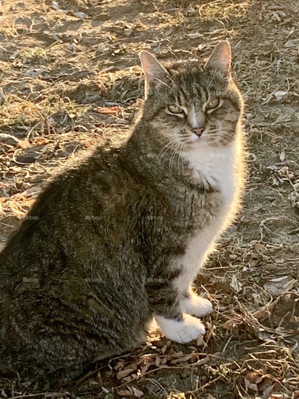 Backlit side view of a grey tabby sitting in dried grass, looking at the camera, during golden hour