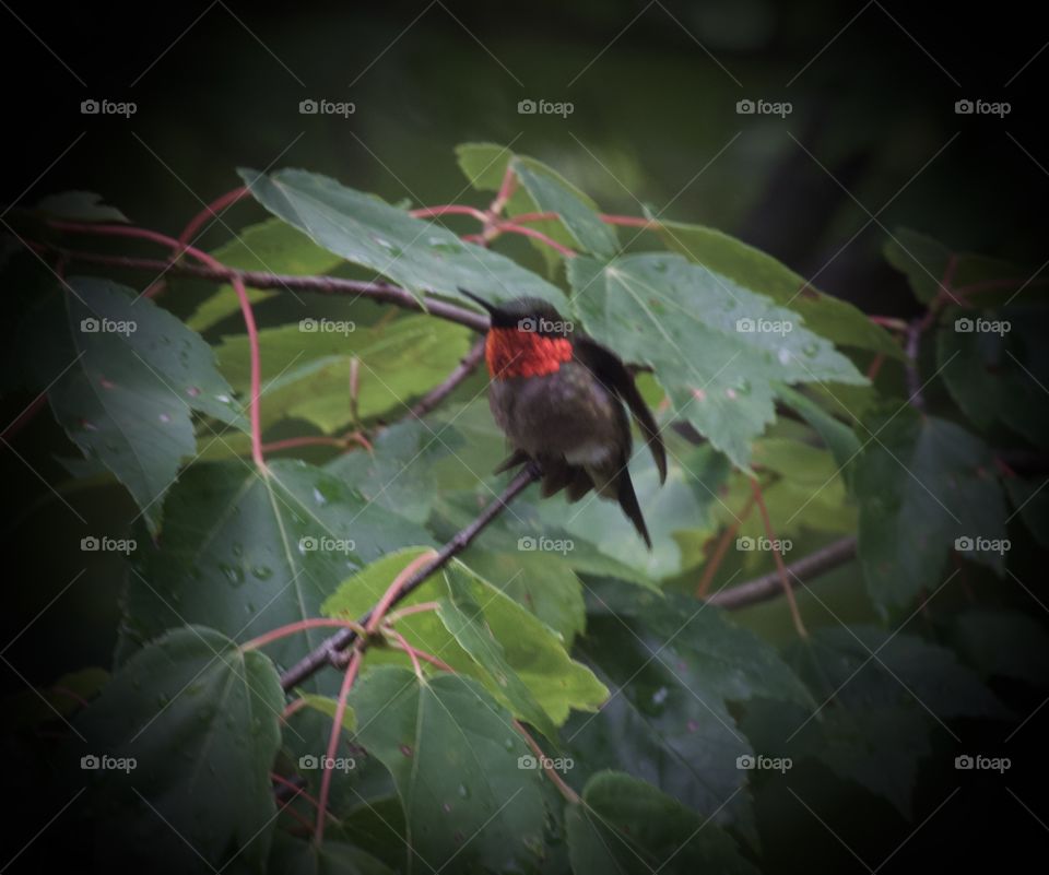 Male red throat on rainy day trying to stay warm in maple tree.