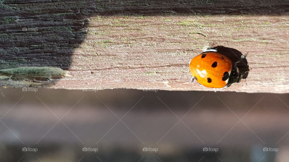 Ladybird in sunlight