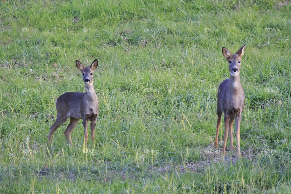 Local wildlife - deers, Sweden