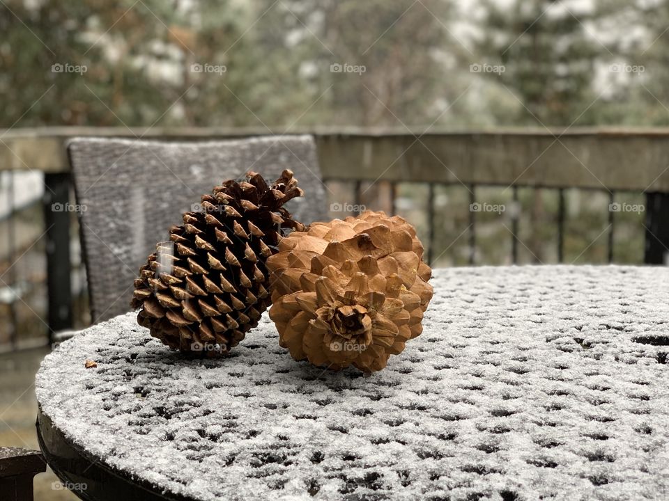 Pine cones 