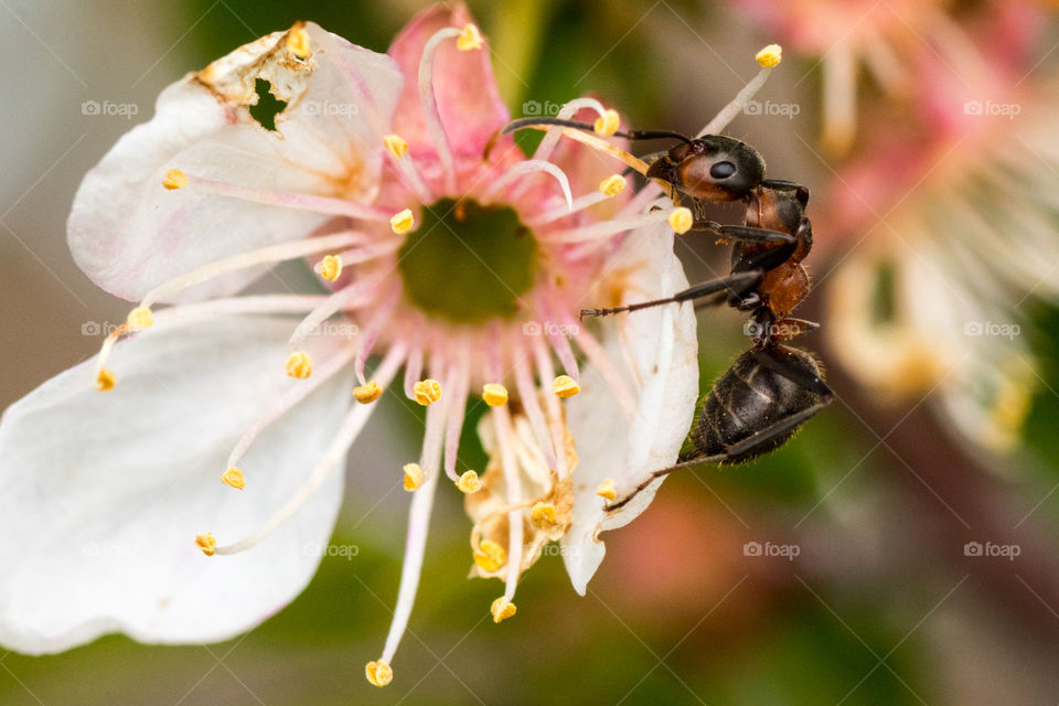 macro photo of a small ant on a blossom
