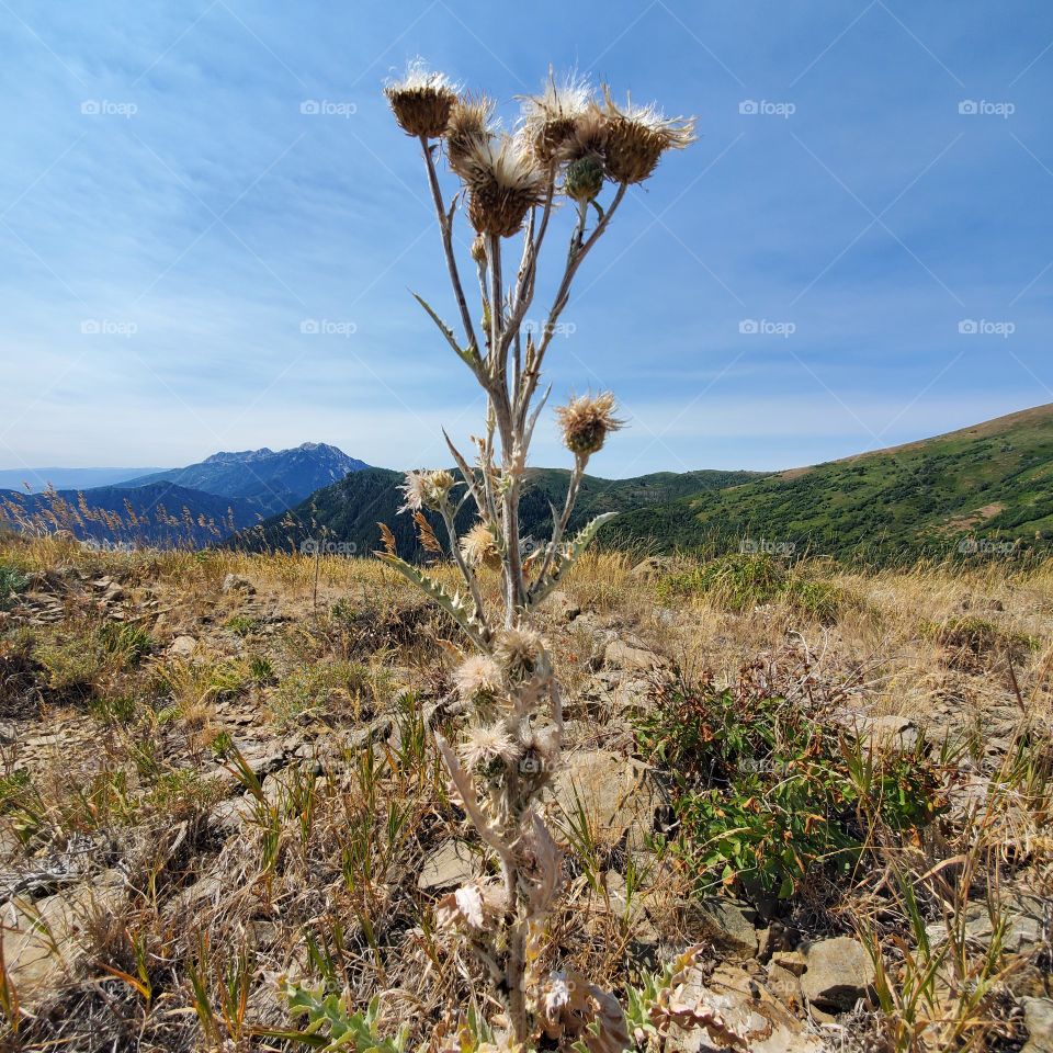 Standing tall, Standing high