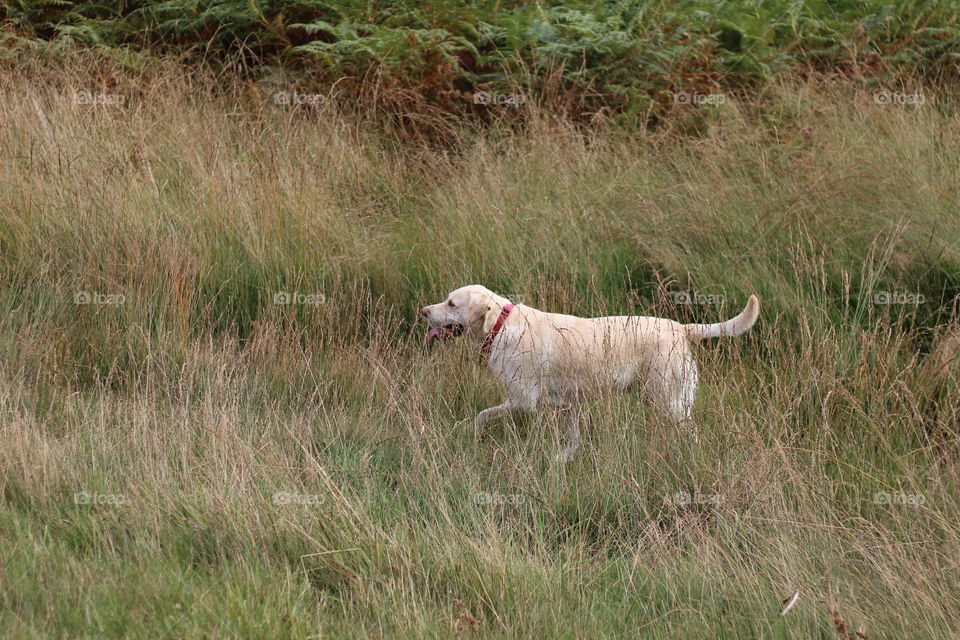 Mammal, Animal, Grass, Dog, Field