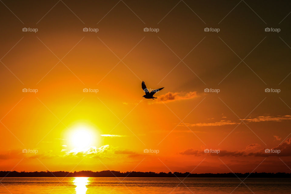 Bird at sunset 