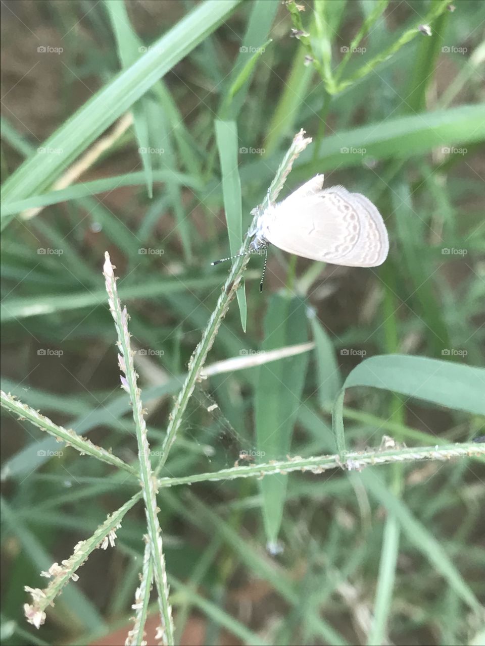 White butterfly 
