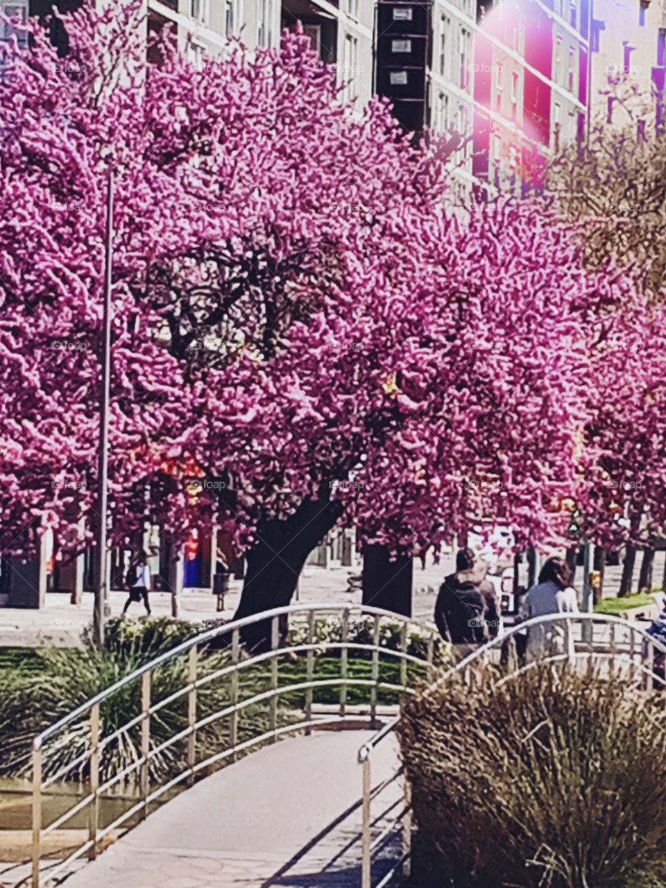 a pink tree, and a couple walking over a bridge