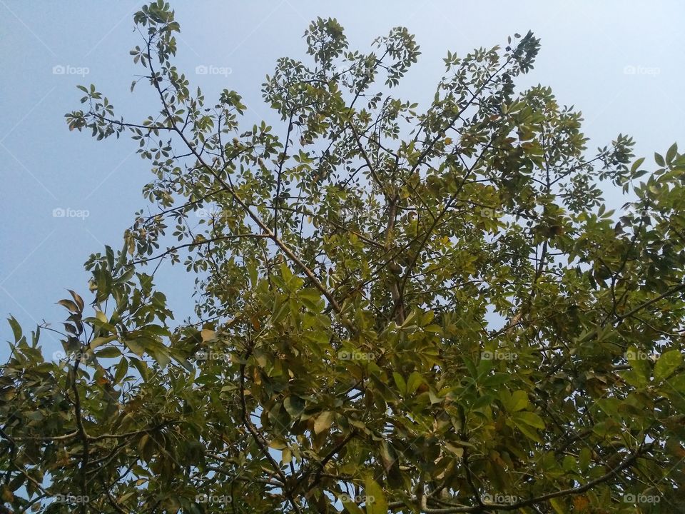 A beautiful scene of trees in the jungle.