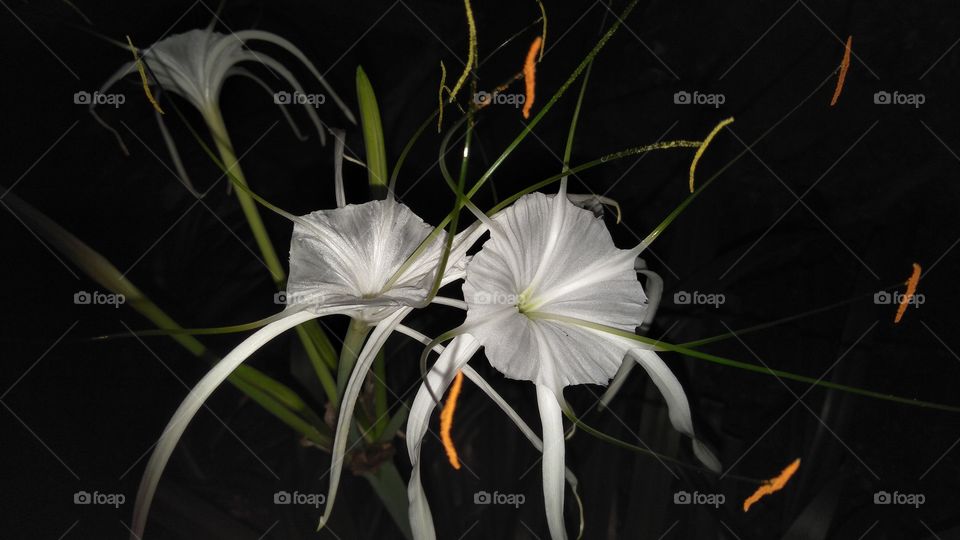 bunga lambai putih