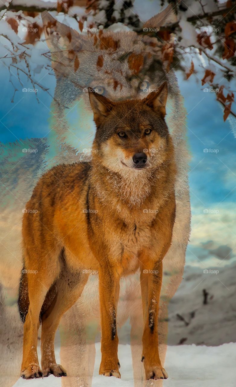 Wolf and its shadow landscaping,  image made by using mixed media art