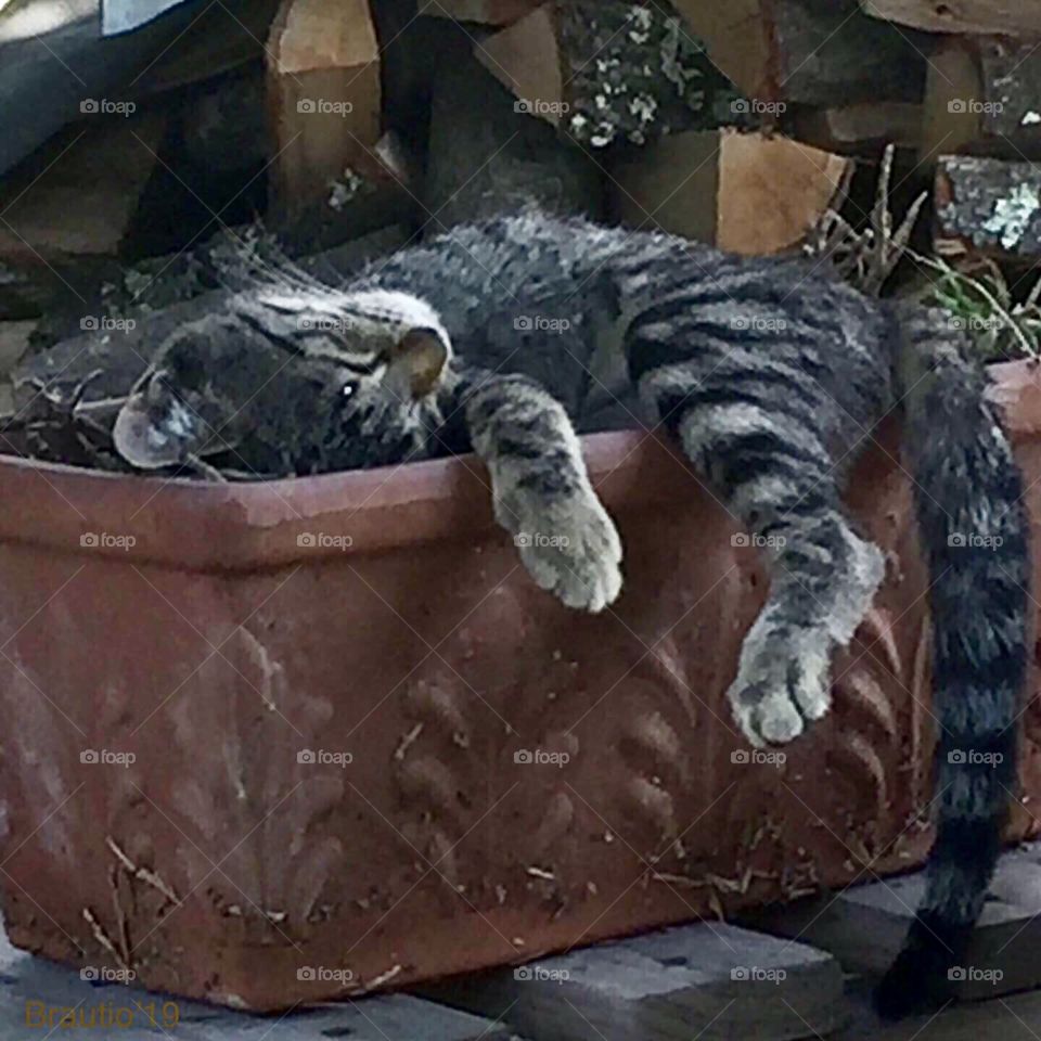 Lazy hazy cat nap afternoon 