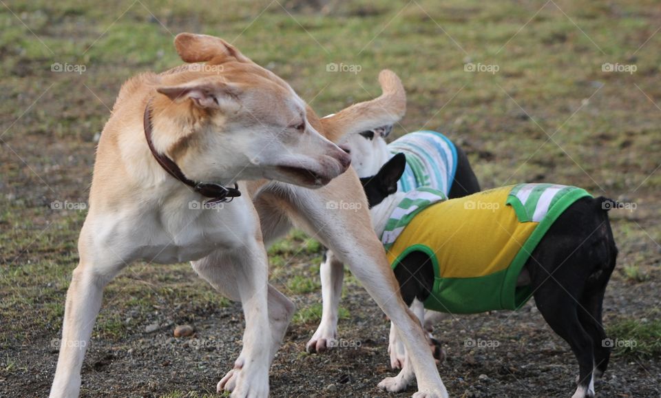 It was dog park time today and it was very busy!  The friendly young gold dog got the sniff test greeting from my Bostons. He was very enthusiastic and wanted to play but my dogs weren’t as ready to bounce. 