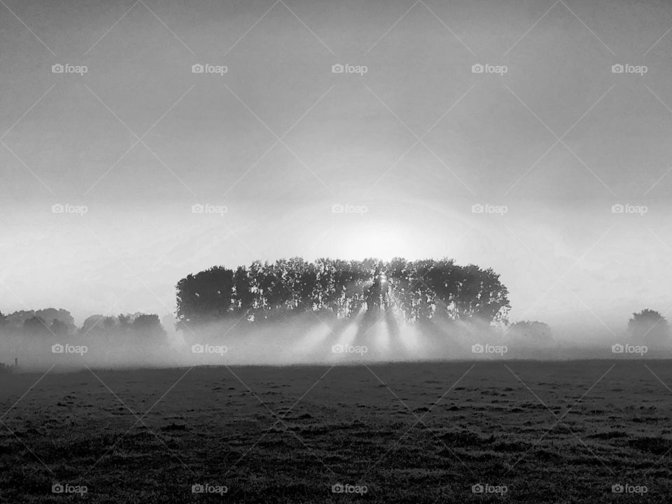 Black and white landscape photo of the rising sun shining through the trees and the mist over a farmfield