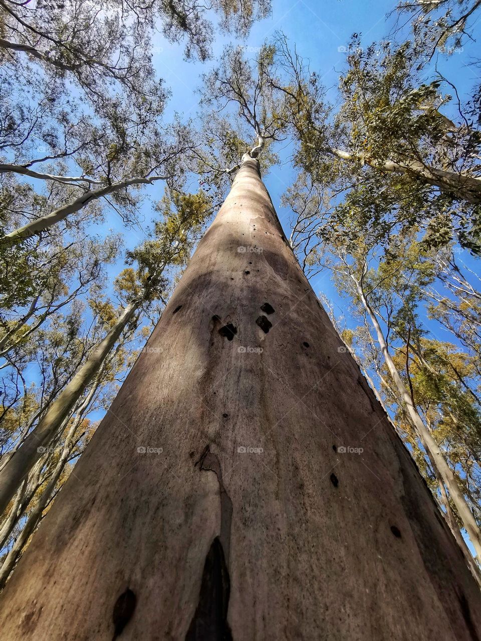 Eucalyptus forest...