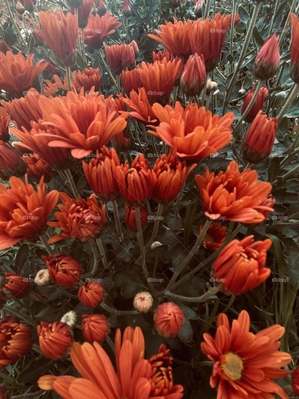 Red flower bush