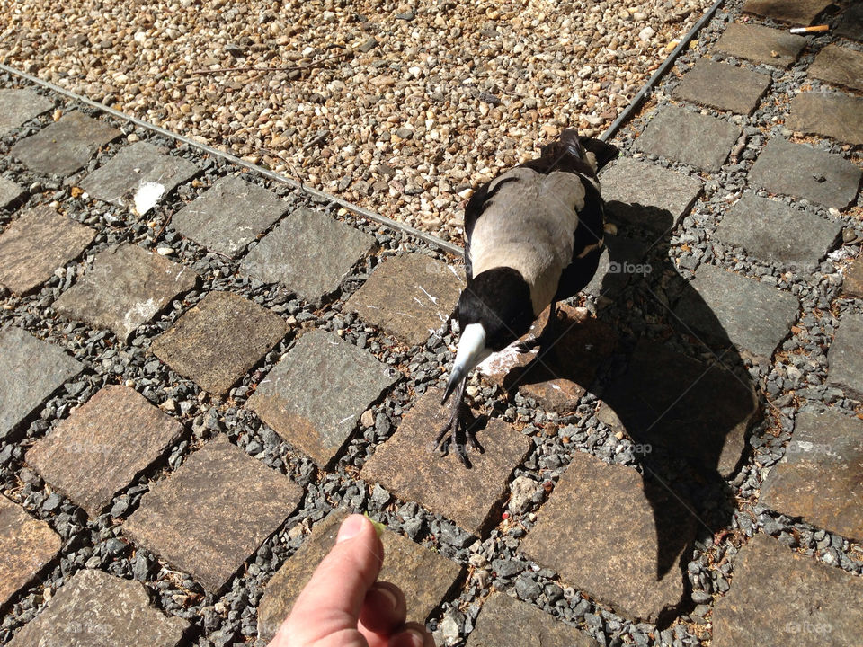 nature bird australia magpie by splicanka