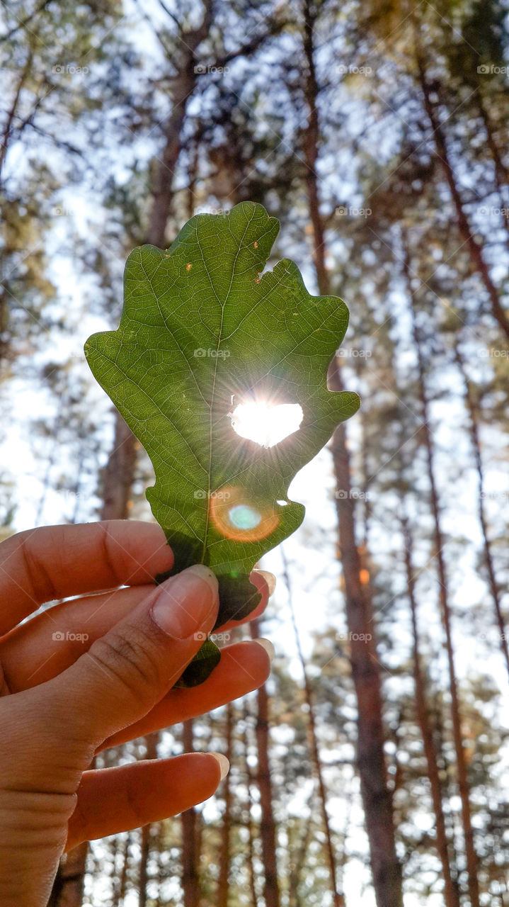 Close-up of hand holding leaf