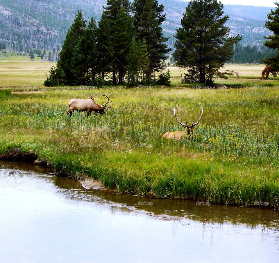 united states field trees river by refocusphoto