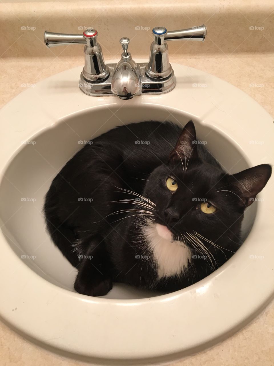 Kitty in the sink!