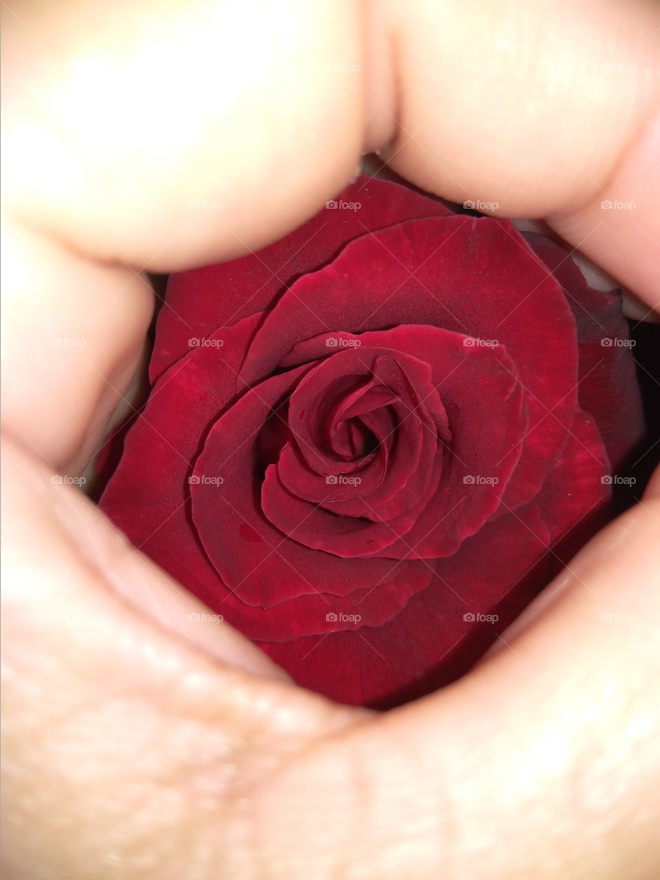 rose in my hand