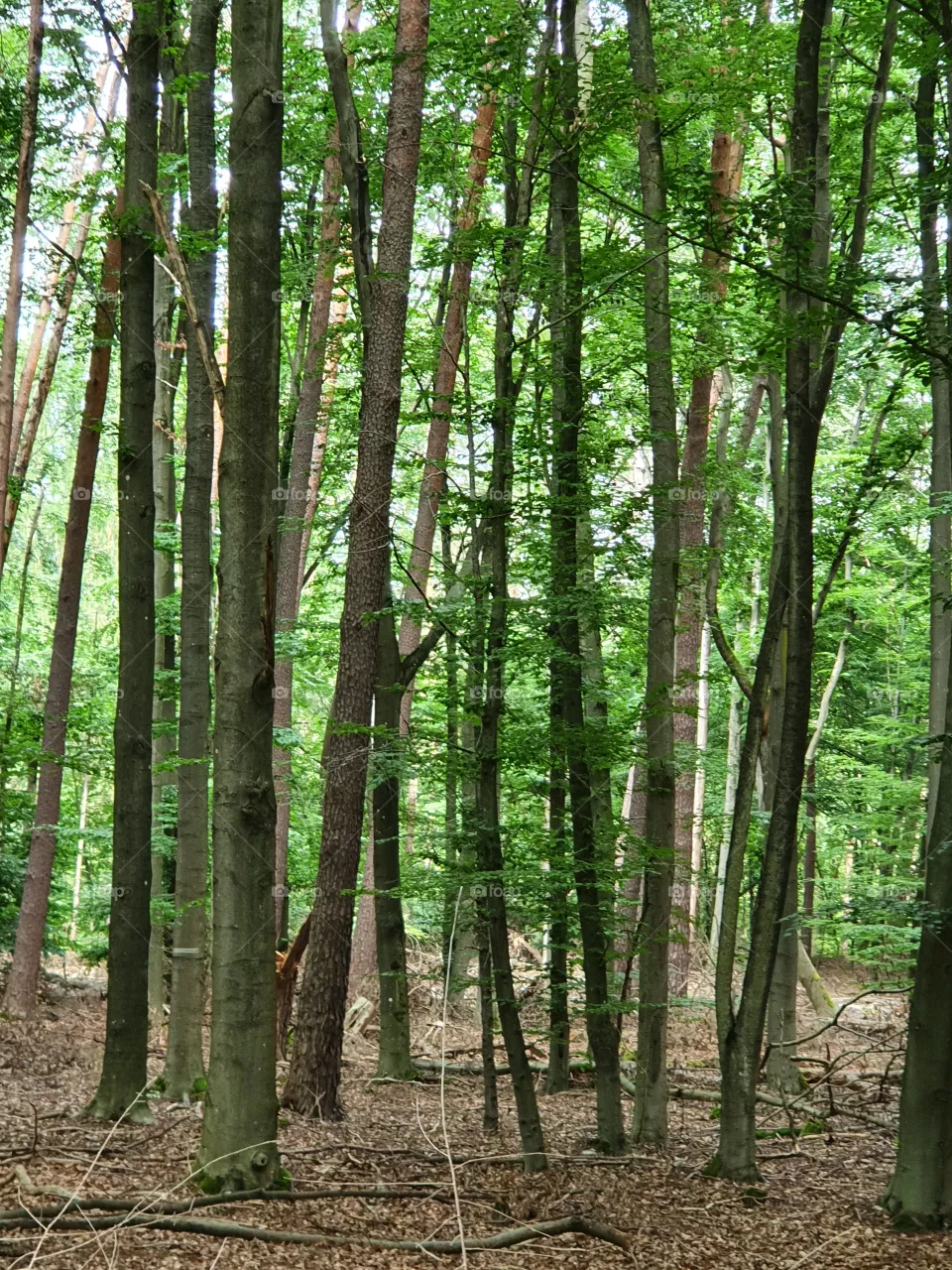 Forest, Wood, Wald,