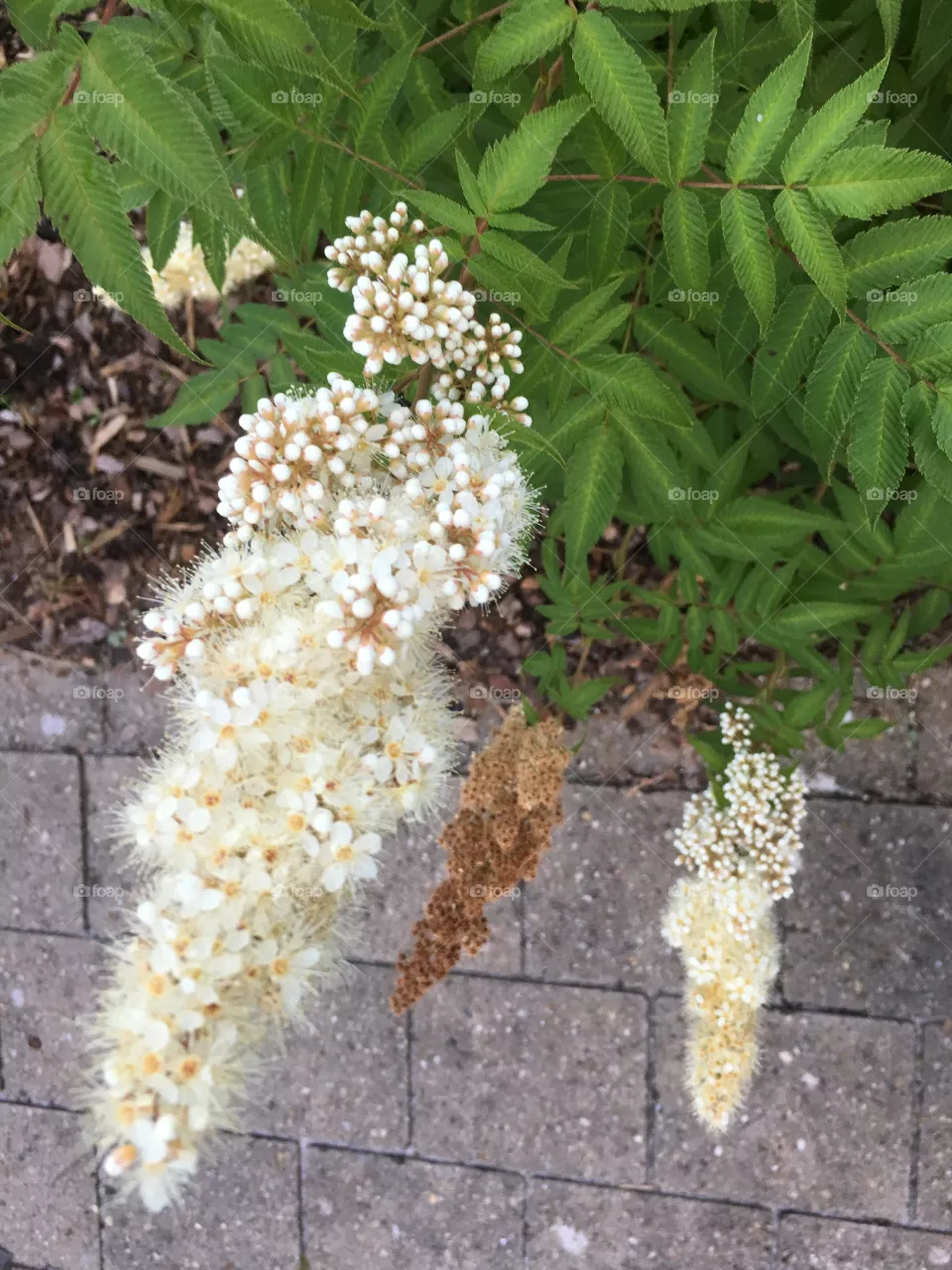 Blumen 