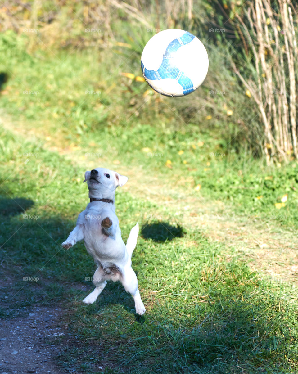 Whitty futbolista. 