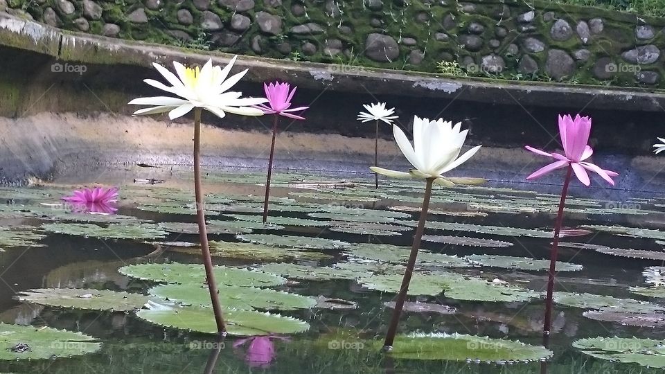 Simple Lily . was in Elephant cave in Bali,  one of the budha and Hindu temple 