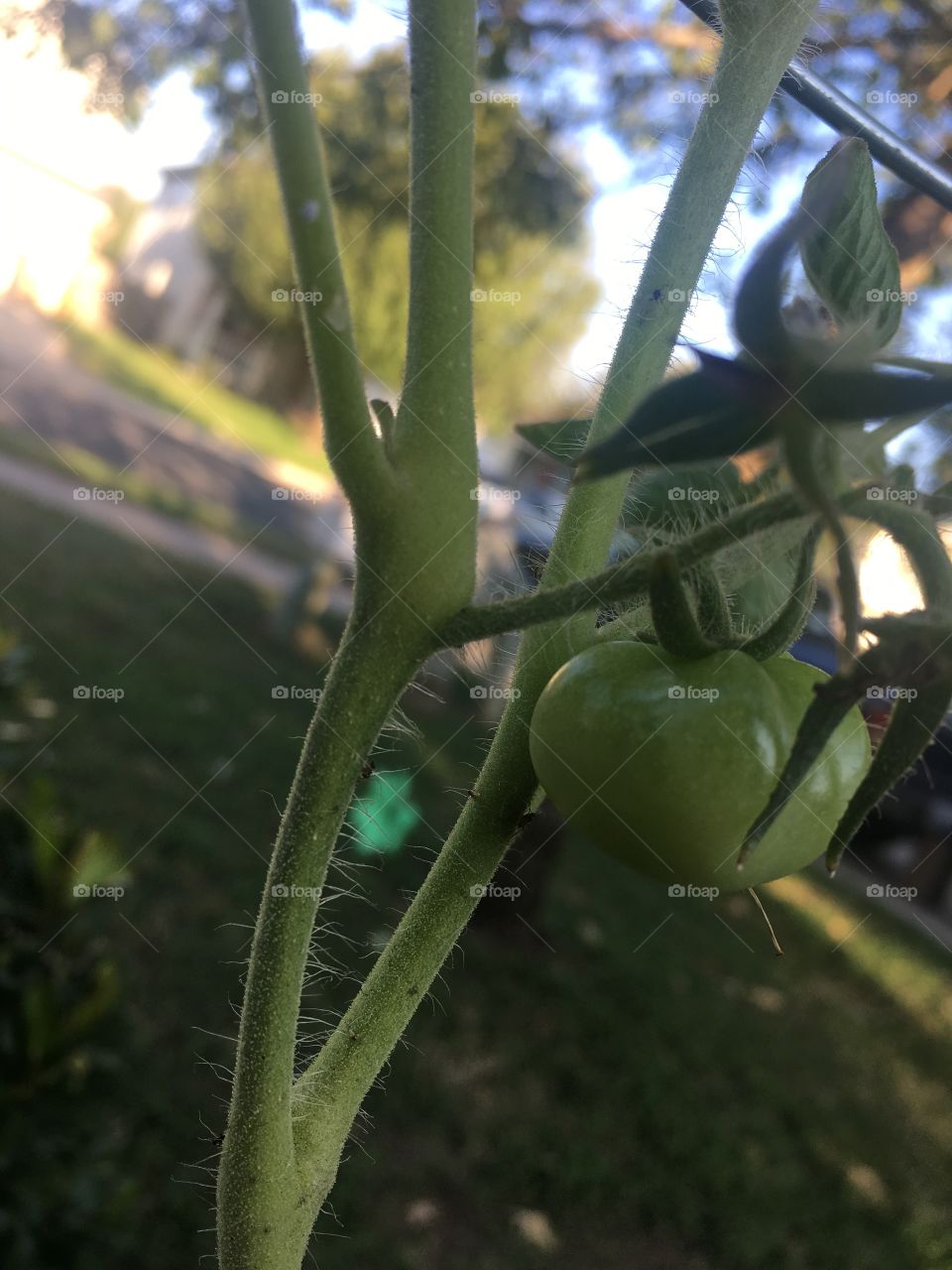 Our tomato 