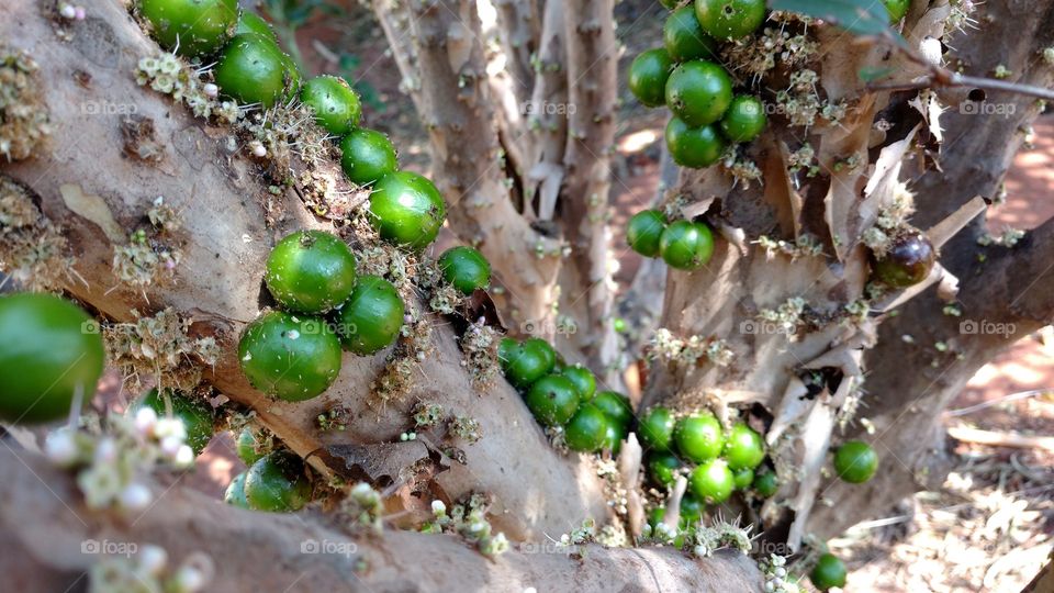 Frutos verdes no caule.