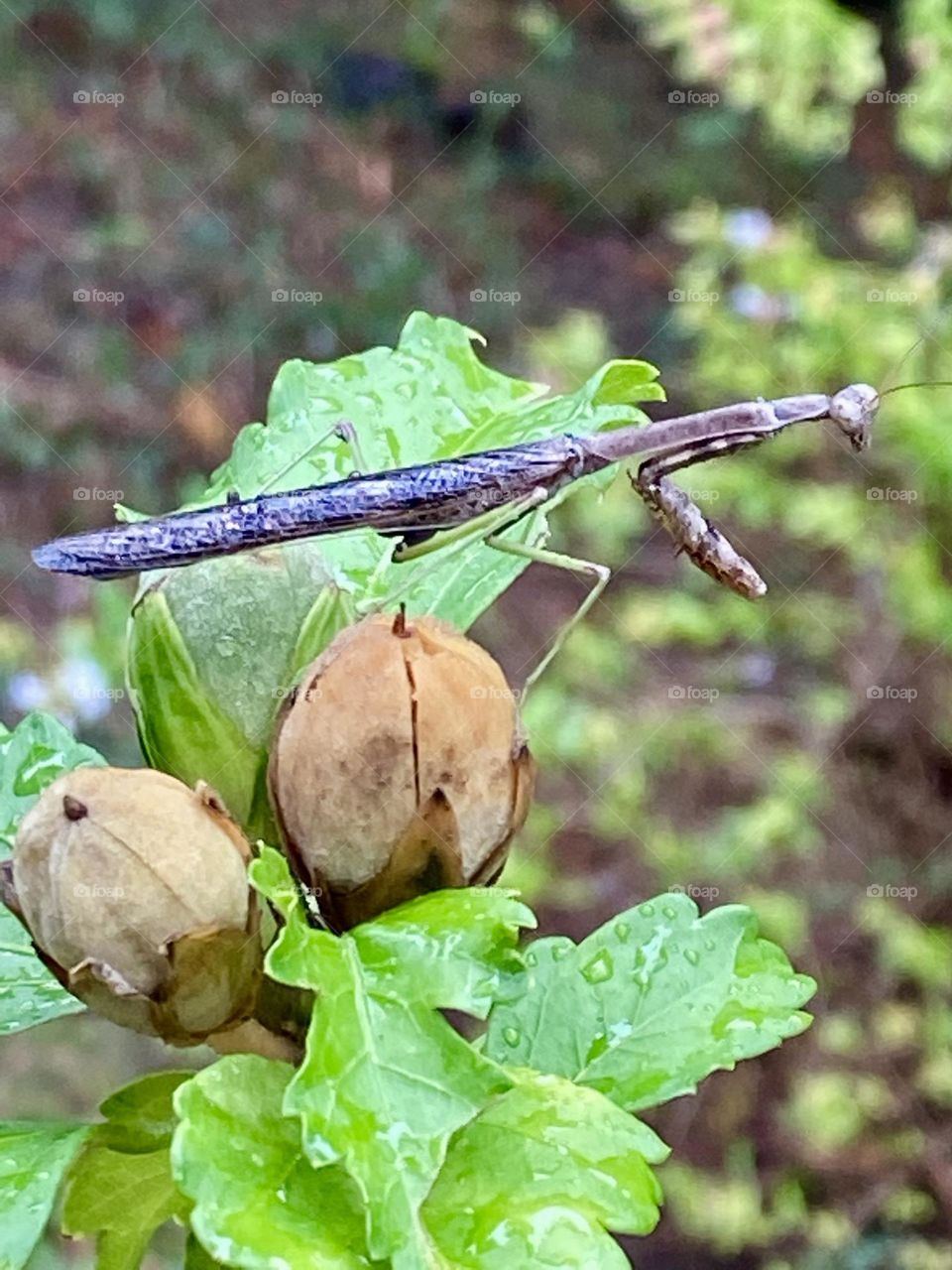 Praying Mantis on rainy day 