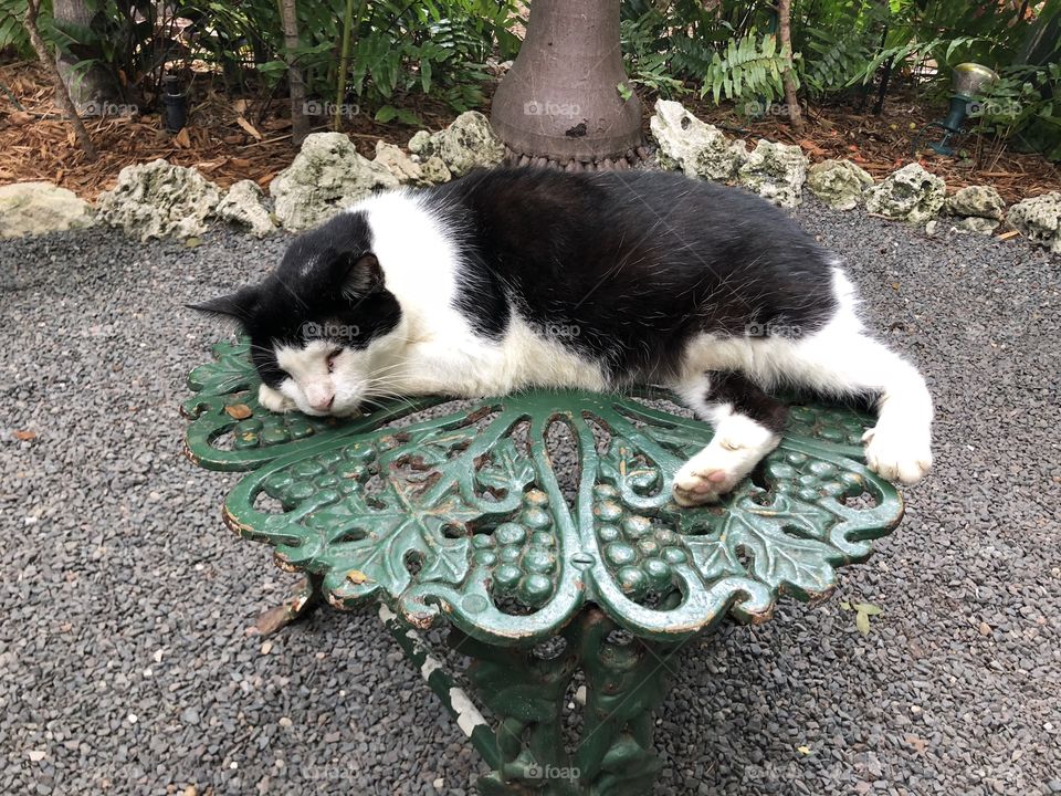 One of the many polydactyl cats that reside in the Hemingway House, which can be found on Whitehead St in Key West, FL!