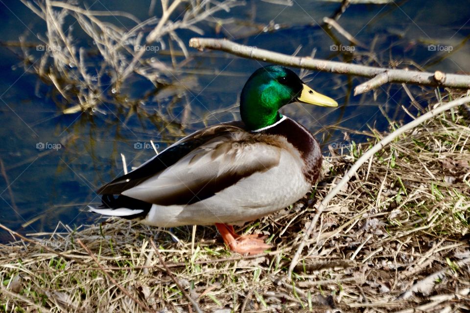 Duck of nature