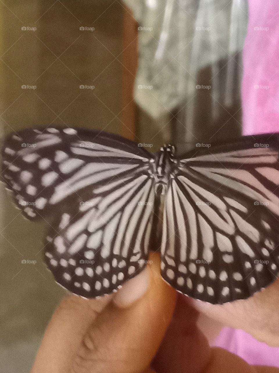 butterfly