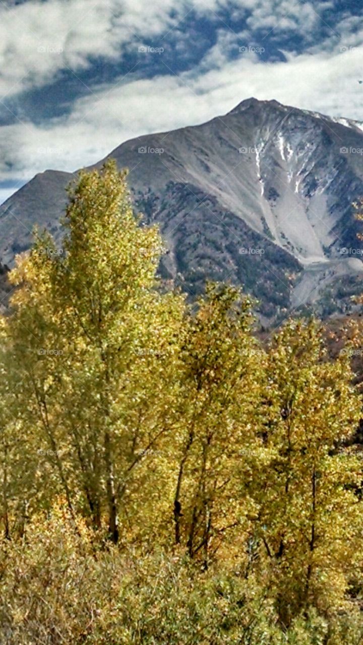 Aspens crown Mt Sopris