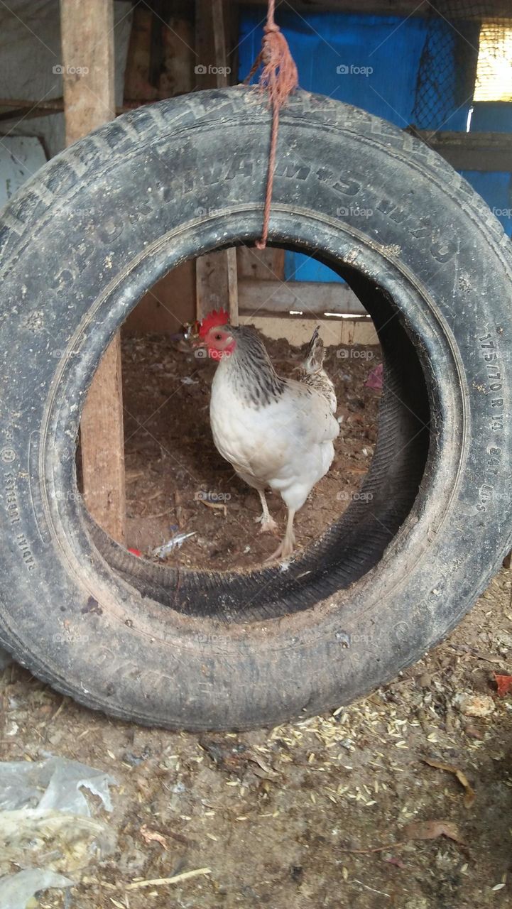 white chicken looking at me from black wheel.