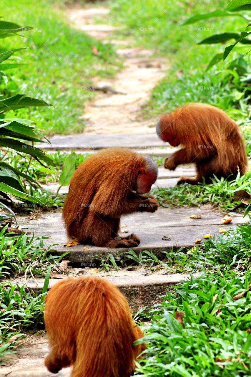 Close-up of monkeys